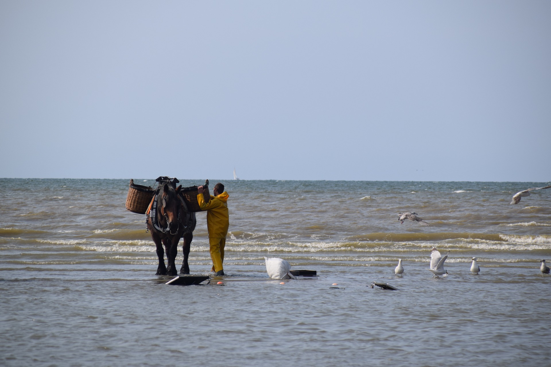 garnalen vissen Oostduinkerke, Belgische kust